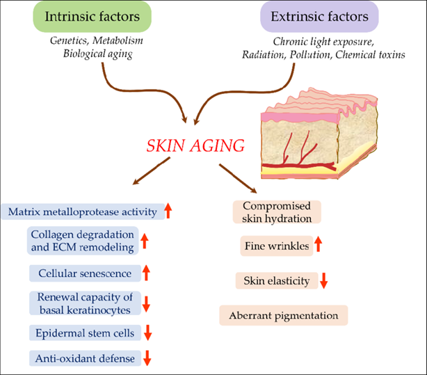 دلایل ایجاد پیری پوست